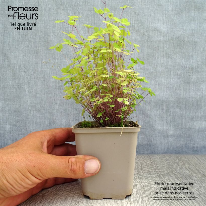 Esimerkki kesällä toimitetusta Lehtoängelmä Purplelicious Godet de 8/9 cm-taimesta