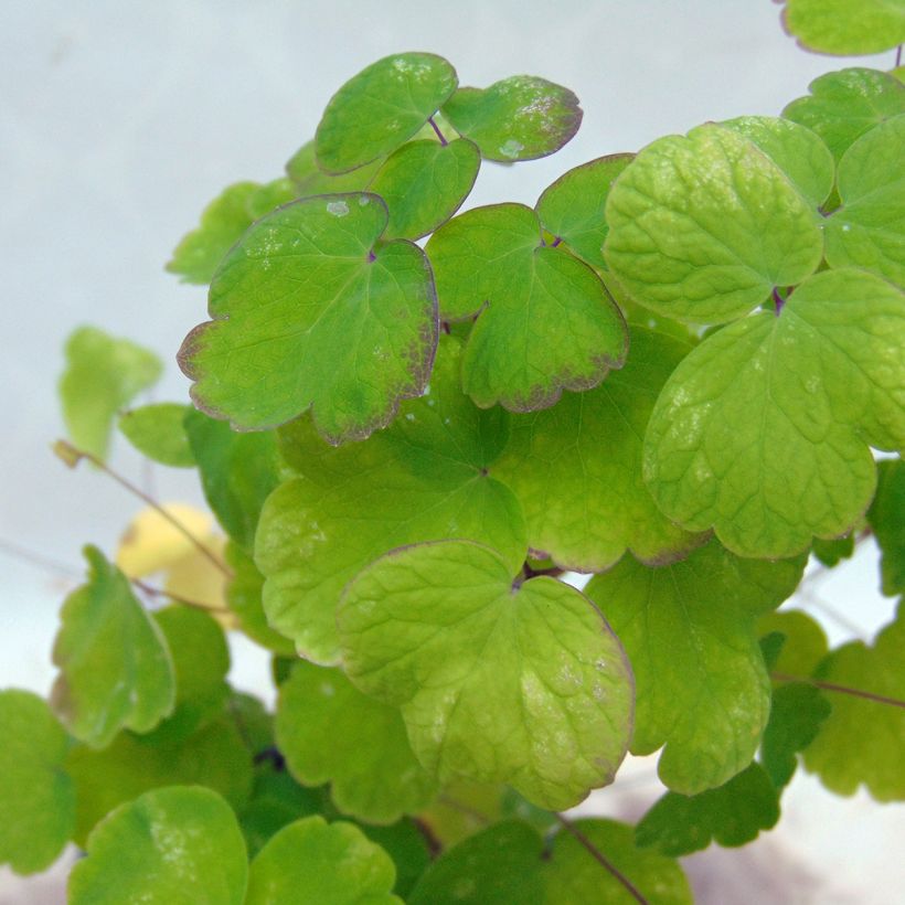 Lehtoängelmä - Thalictrum aquilegifolium (Lehvistö)