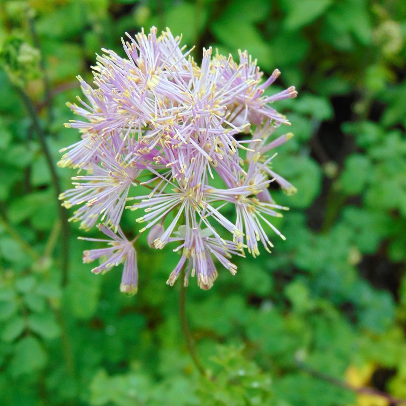 Lehtoängelmä - Thalictrum aquilegifolium (Kukinta)