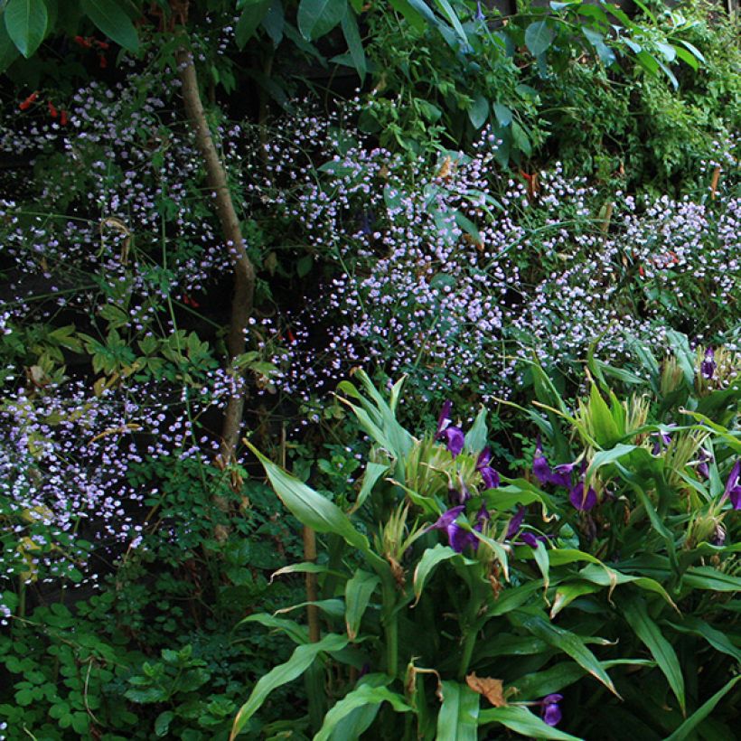 Jaloängelmä - Thalictrum delavayi (Kukinta)