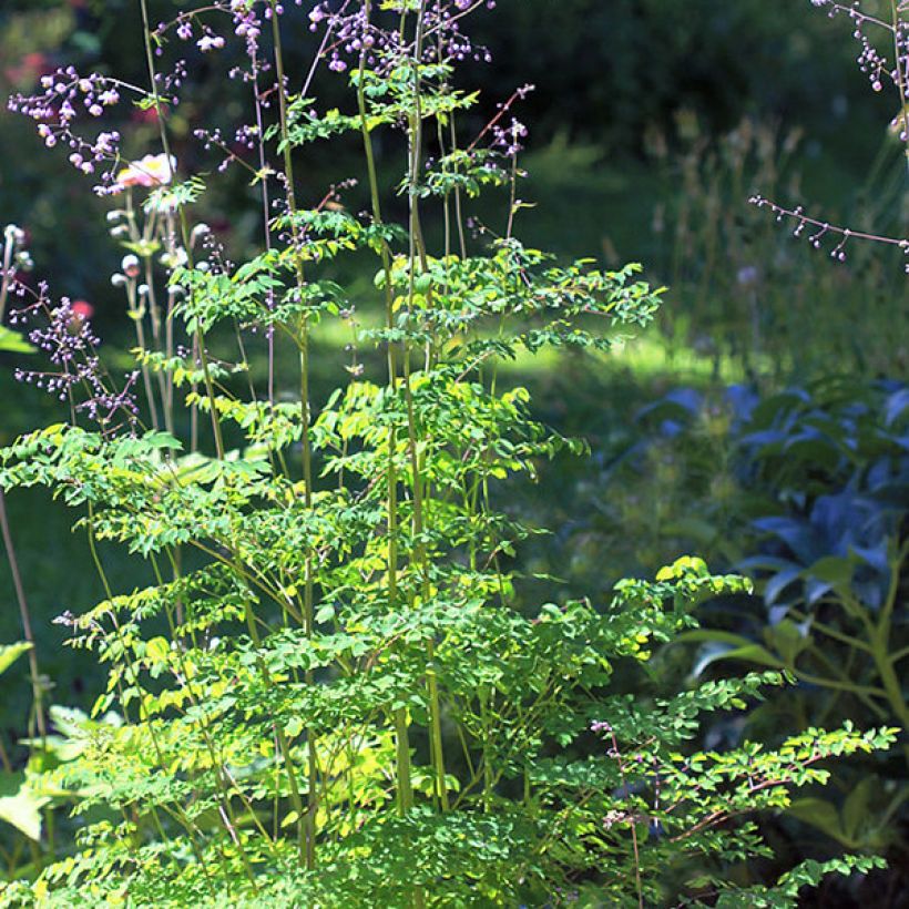 Jaloängelmä - Thalictrum delavayi (Kasvutapa)