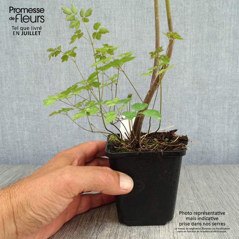 Esimerkki kesällä toimitetusta Jaloängelmä Ankum Godet de 8/9 cm-taimesta
