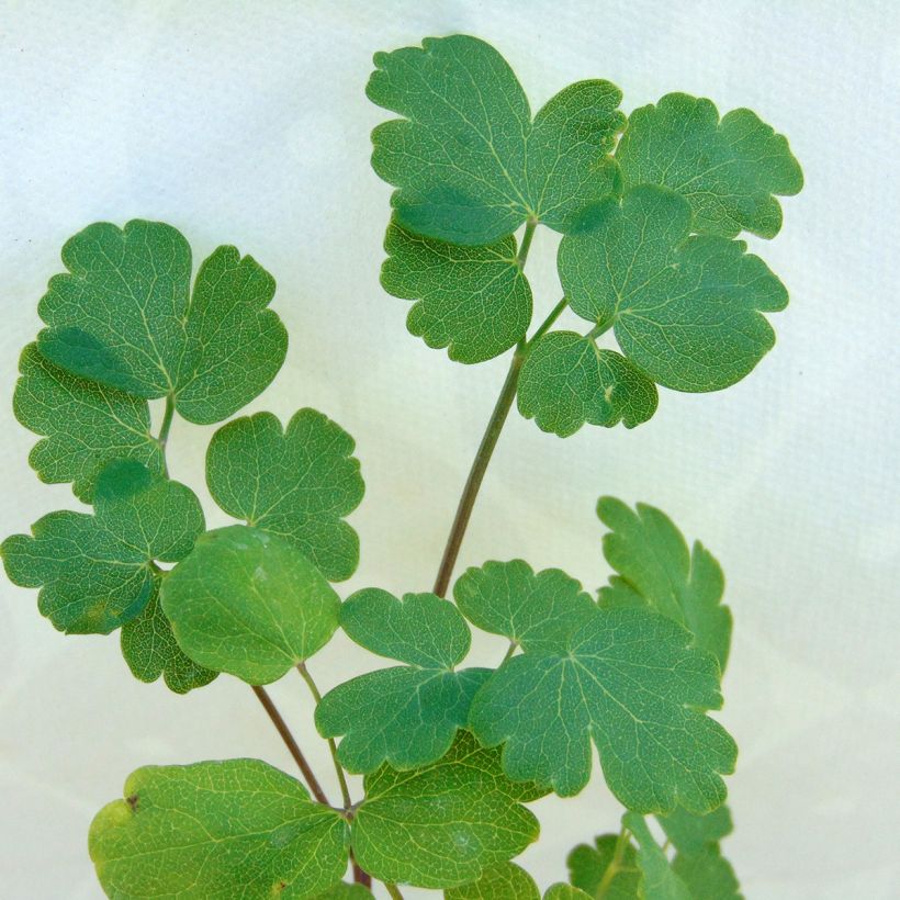 Keltaängelmä - Thalictrum flavum subsp.glaucum (Lehvistö)