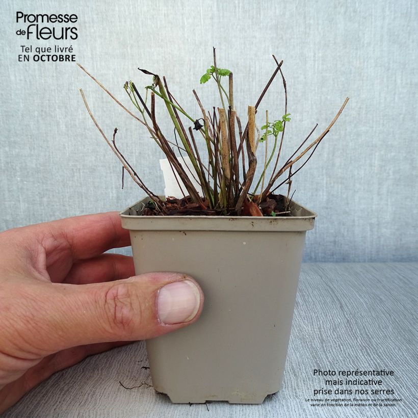 Esimerkki syksyllä toimitetusta Keltaängelmä - Thalictrum flavum subsp.glaucum 8/9 cm taimiruukku-taimesta