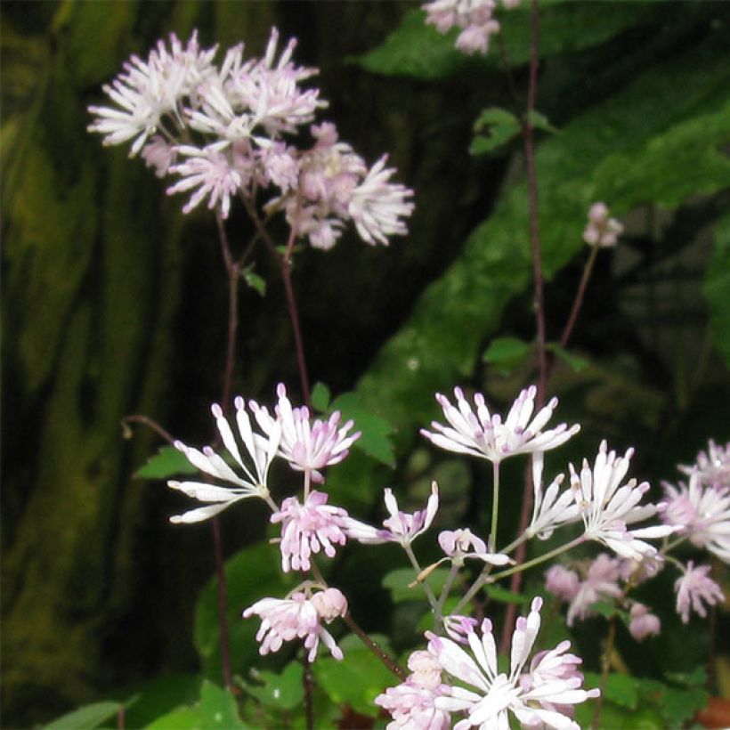 Kääpiöängelmä - Thalictrum kiusianum (Kukinta)