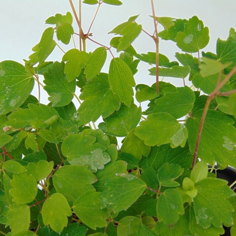 Kääpiöängelmä - Thalictrum kiusianum (Lehvistö)
