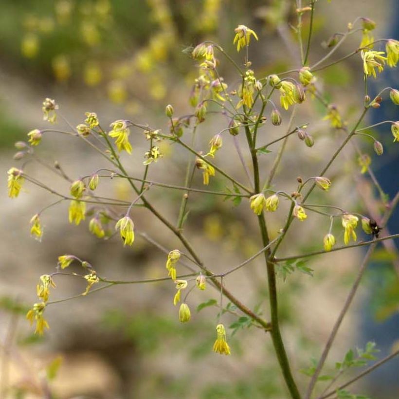Pikkuängelmä Adiantifolium (Kukinta)