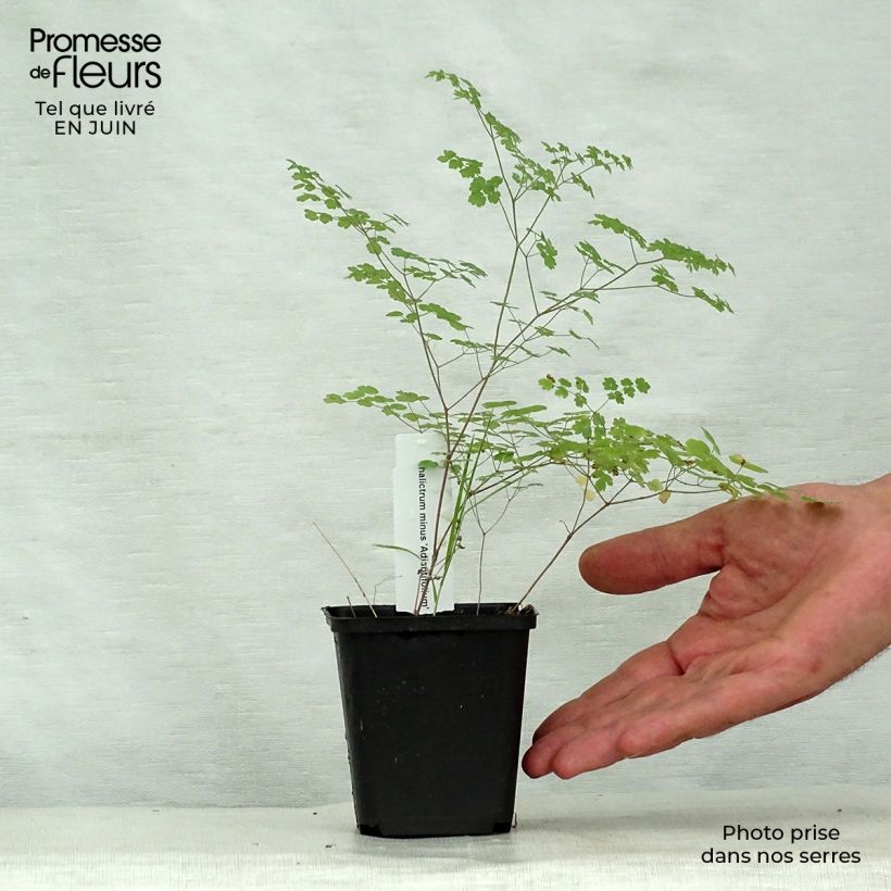 Esimerkki kesällä toimitetusta Pikkuängelmä Adiantifolium Godet de 8/9 cm-taimesta
