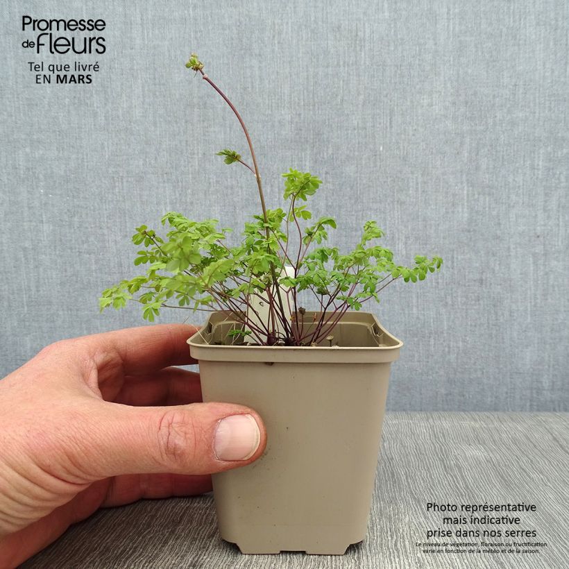 Esimerkki talvella toimitetusta Ängelmä - Thalictrum petaloideum 8/9 cm taimiruukku-taimesta