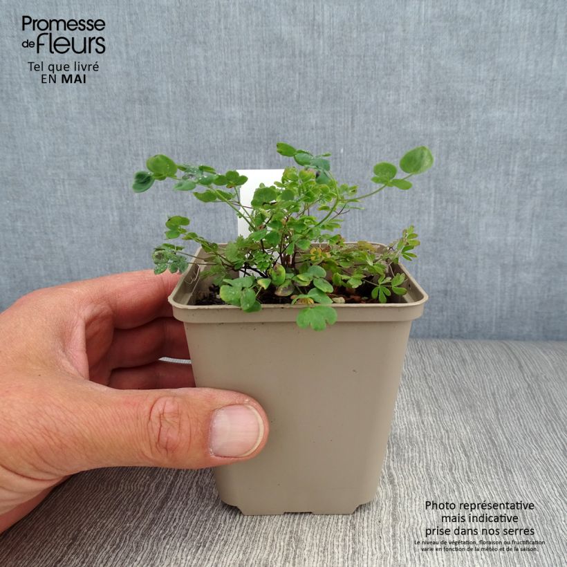 Esimerkki keväällä toimitetusta Ängelmä - Thalictrum petaloideum Godet de 8/9 cm-taimesta