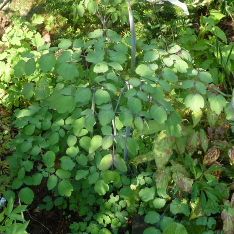 Keijuängelmä - Thalictrum rochebrunianum (Lehvistö)