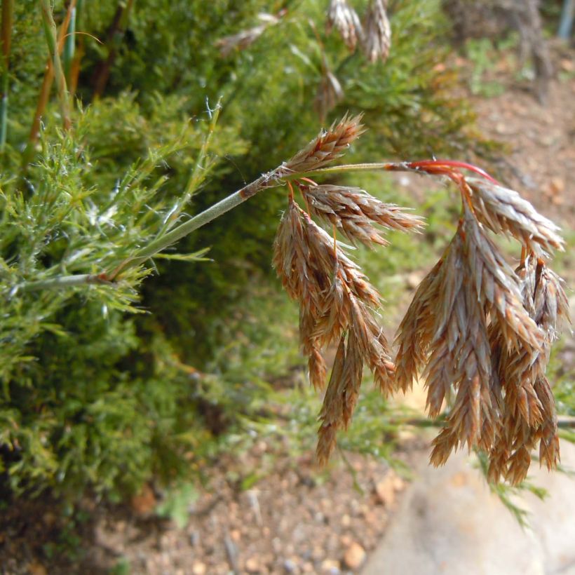 Thamnochortus cinereus (Kukinta)