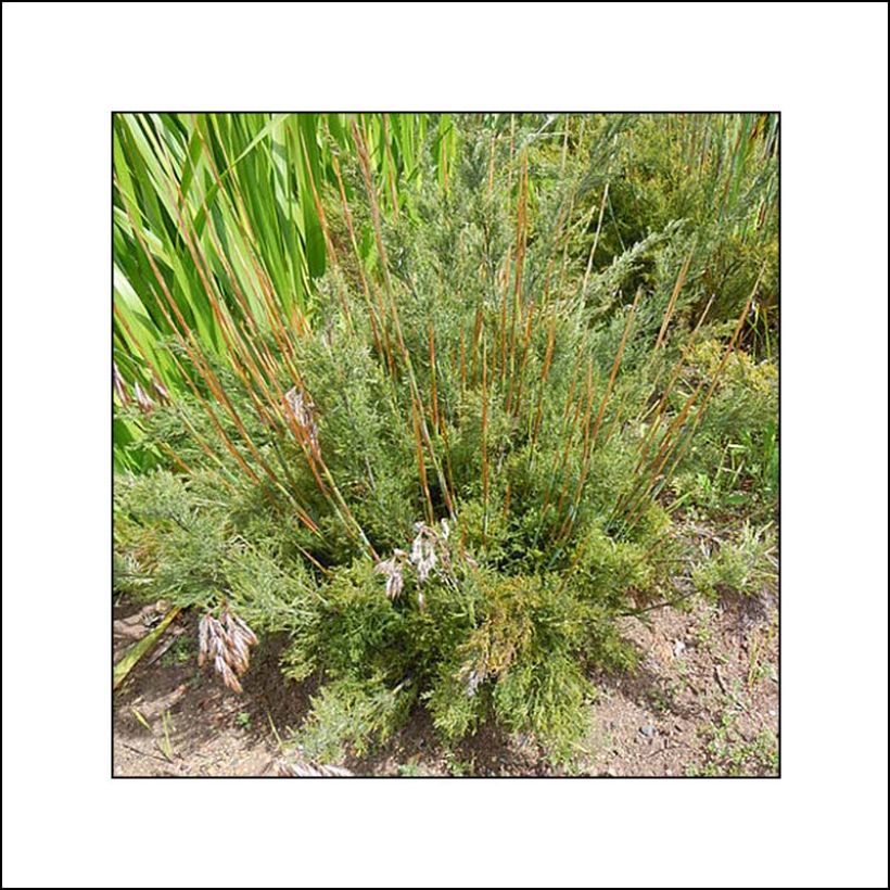 Thamnochortus cinereus (Kasvutapa)
