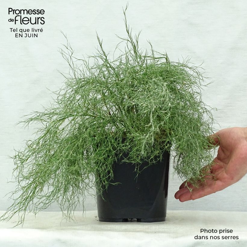 Esimerkki kesällä toimitetusta Thamnochortus cinereus Pot de 3L/4L-taimesta