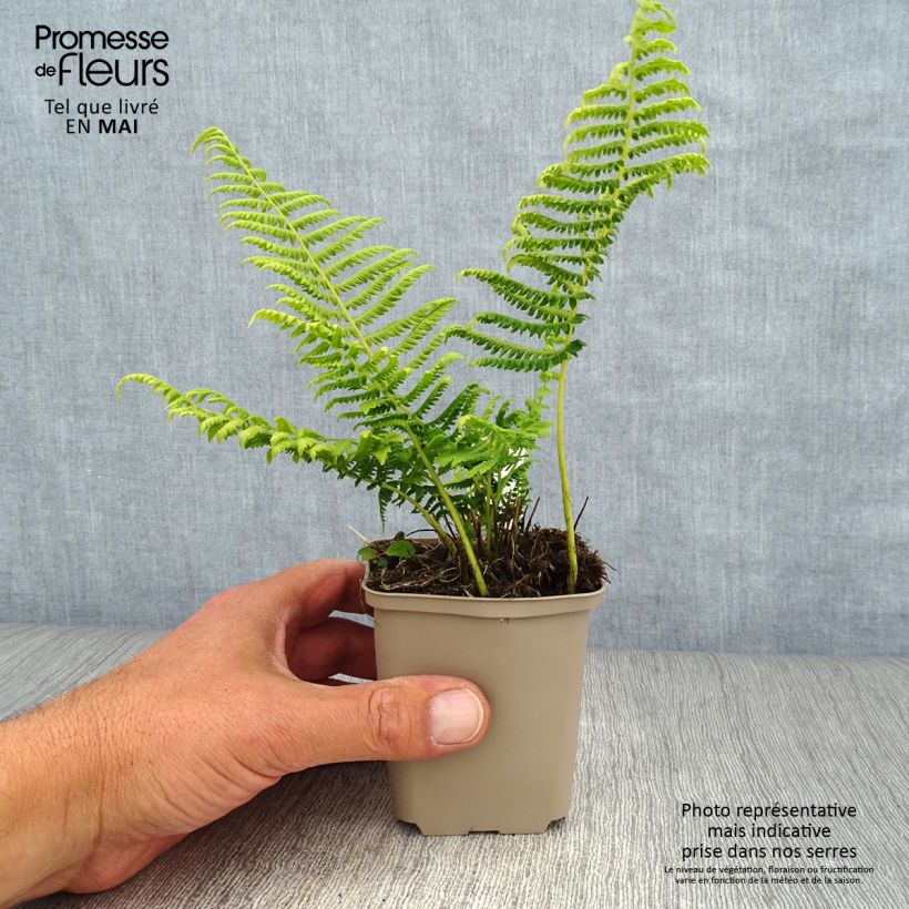 Esimerkki keväällä toimitetusta Thelypteris kunthii Taimiruukku 8/9 cm-taimesta