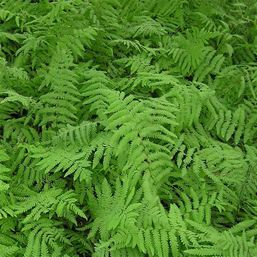 Nevaimarre - Thelypteris palustris (Lehvistö)
