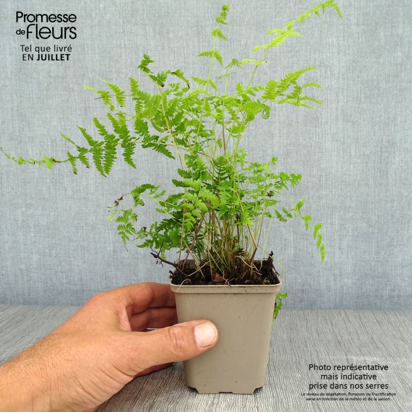 Esimerkki kesällä toimitetusta Nevaimarre - Thelypteris palustris Taimiruukku 8/9 cm-taimesta
