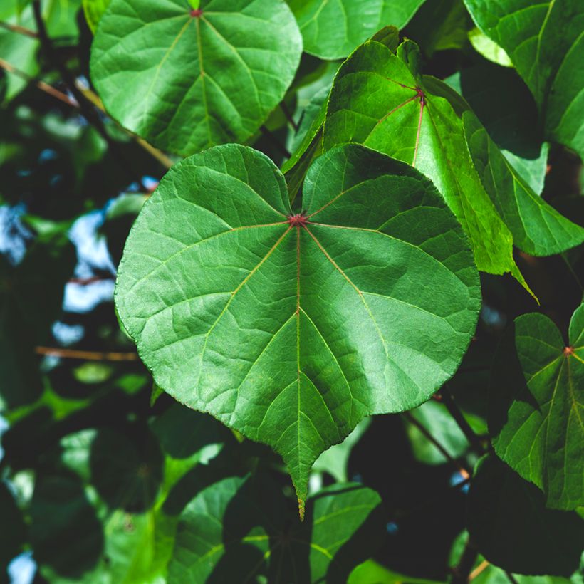 Polynesianmilopuu - Thespesia populnea (Lehvistö)
