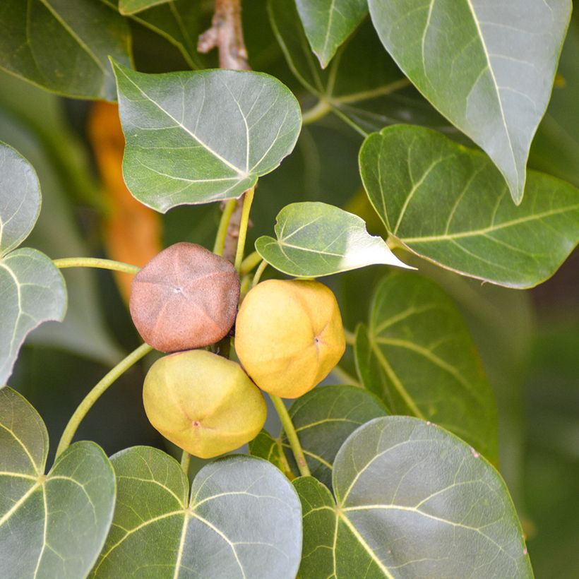 Polynesianmilopuu - Thespesia populnea (Sadonkorjuu)