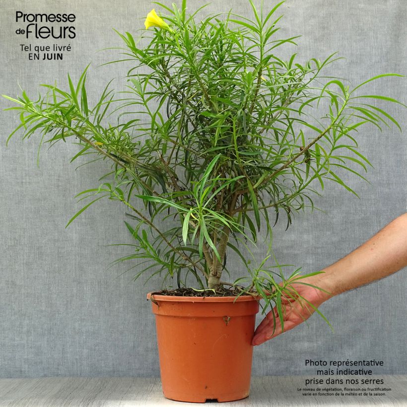 Esimerkki kesällä toimitetusta Keltaoleanteri - Thevetia peruviana Pot de 7,5L/10L-taimesta