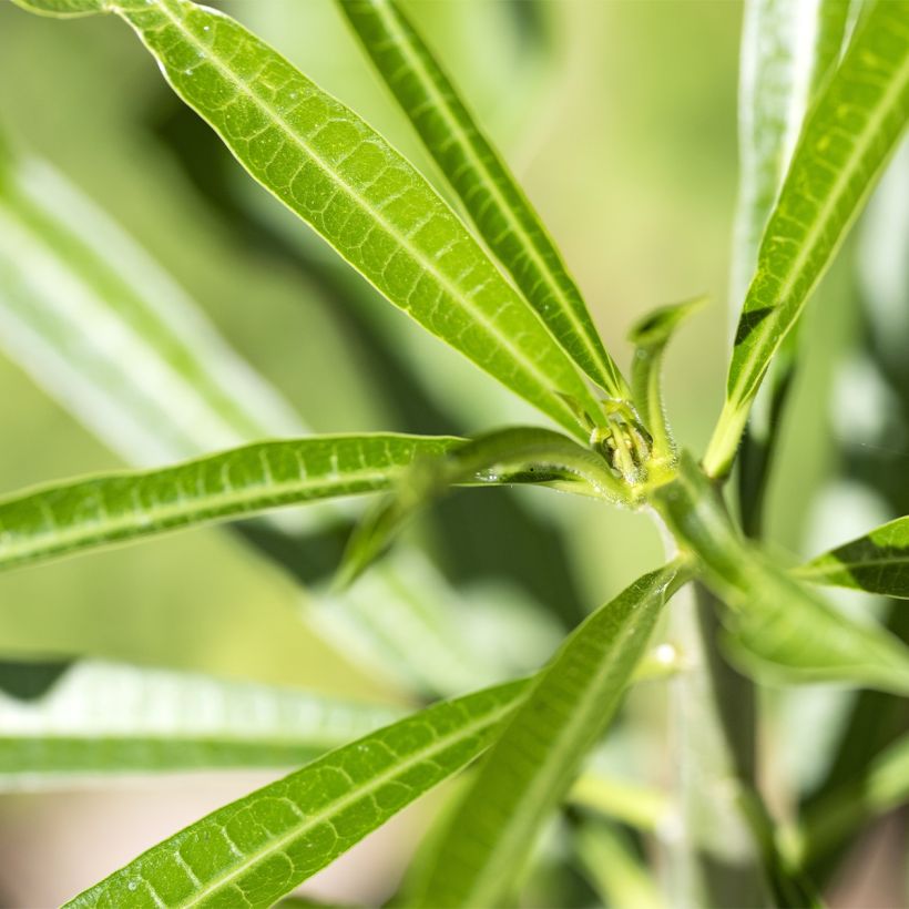 Keltaoleanteri - Thevetia peruviana (Lehvistö)