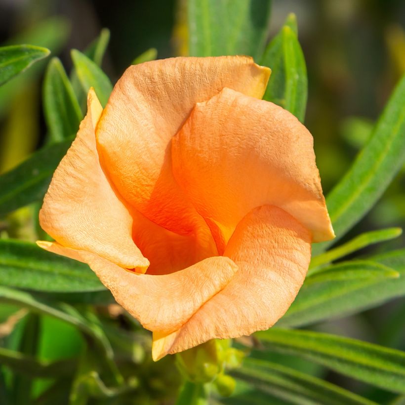 Keltaoleanteri - Thevetia peruviana (Kukinta)
