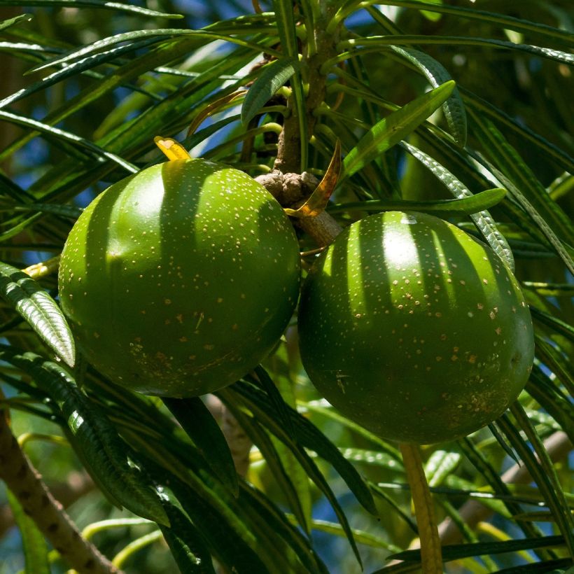 Keltaoleanteri - Thevetia peruviana (Sadonkorjuu)
