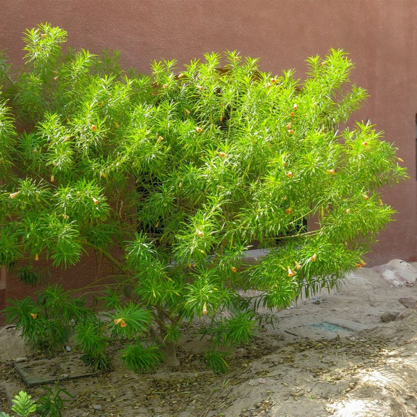Keltaoleanteri - Thevetia peruviana (Kasvutapa)