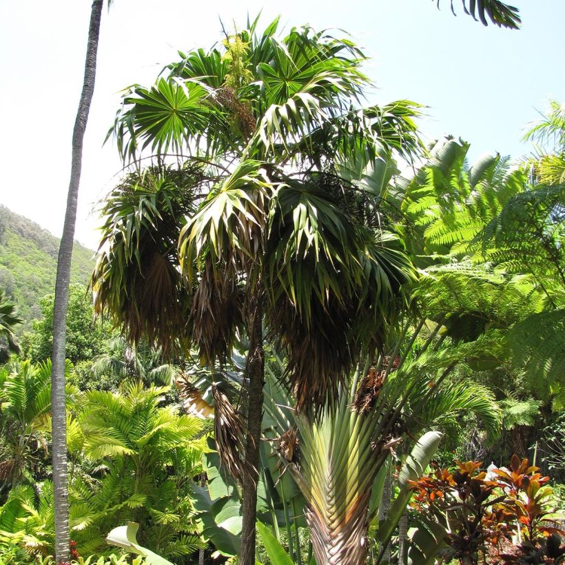 Thrinax parviflora (Kasvutapa)