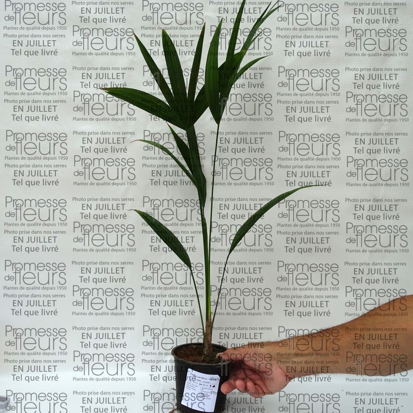 Esimerkki kesällä toimitetusta Thrinax parviflora Pot de 12 cm / 13 cm-taimesta