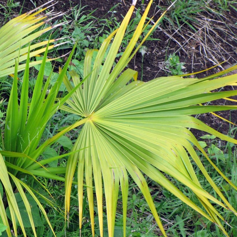 Thrinax radiata (Lehvistö)