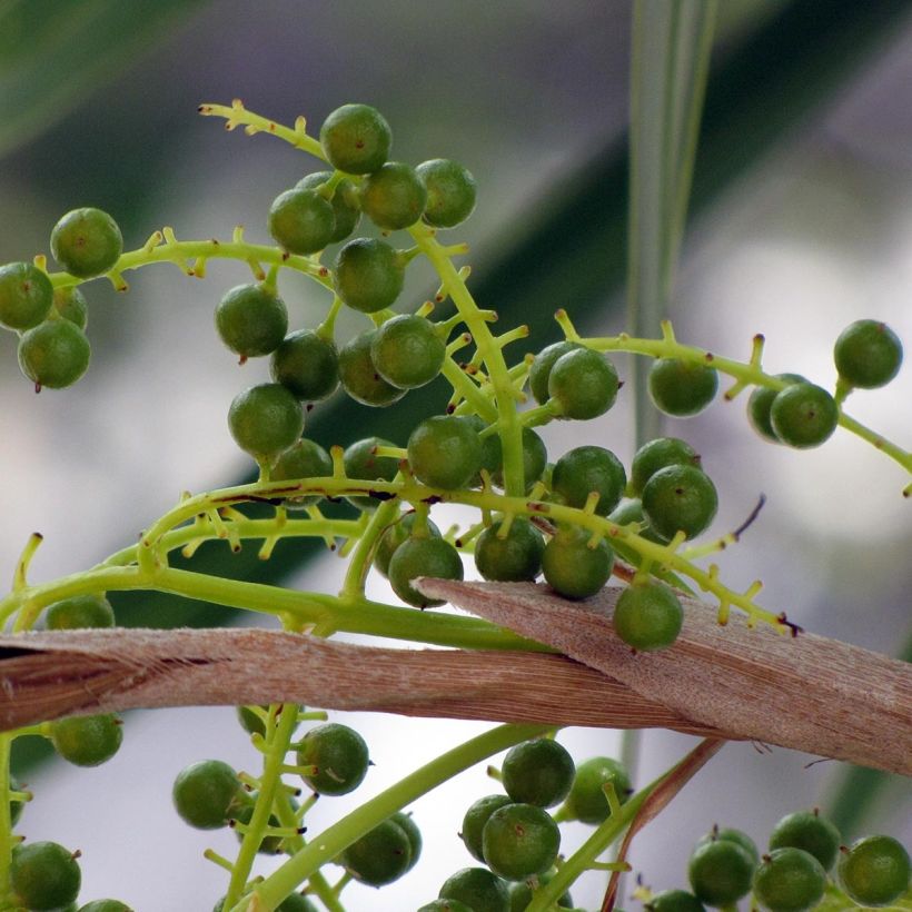 Thrinax radiata (Sadonkorjuu)