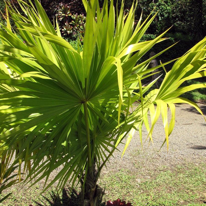 Thrinax radiata (Kasvutapa)