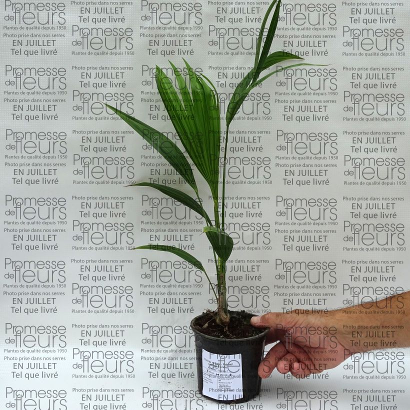 Esimerkki kesällä toimitetusta Thrinax radiata Pot de 12 cm / 13 cm-taimesta