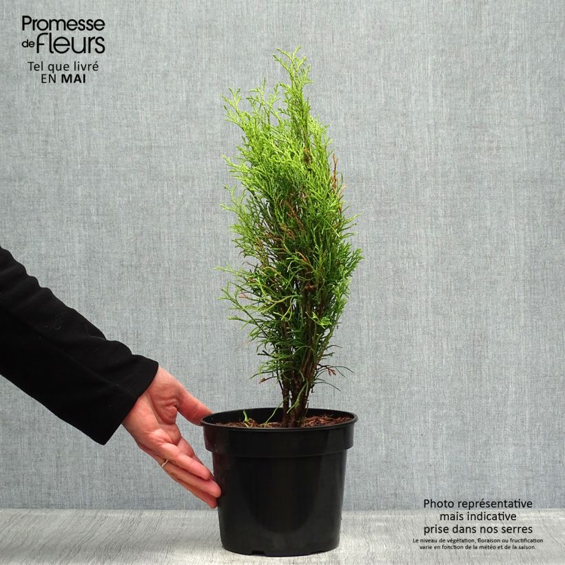 Esimerkki keväällä toimitetusta Kanadantuija Totem Smaragd Pot de 2L/3L-taimesta