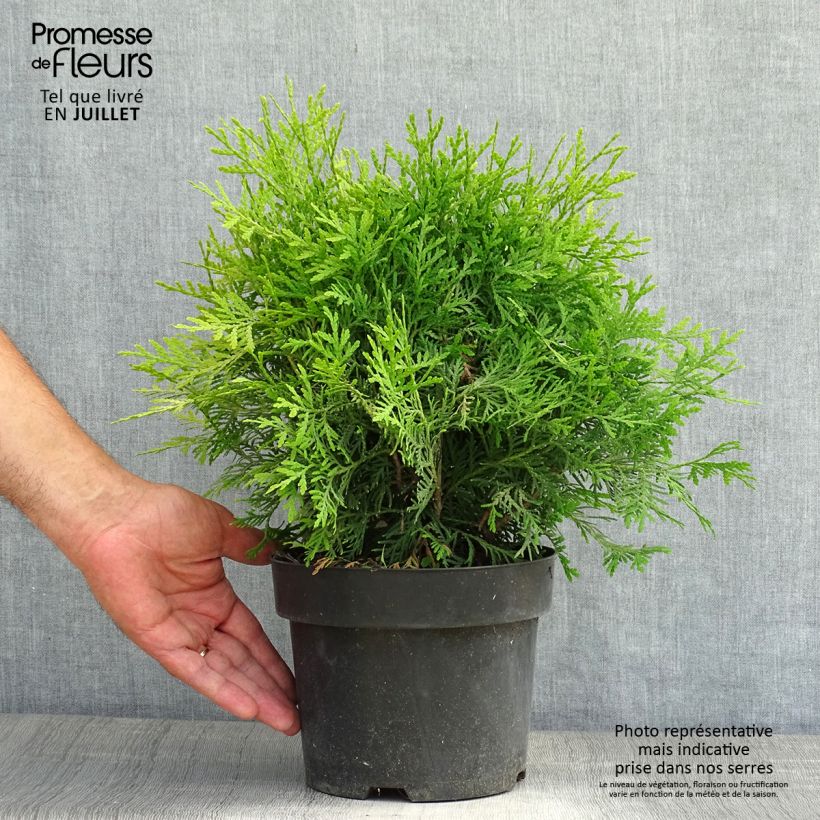 Esimerkki kesällä toimitetusta Kanadantuija Danica Aurea Pot de 2L/3L-taimesta