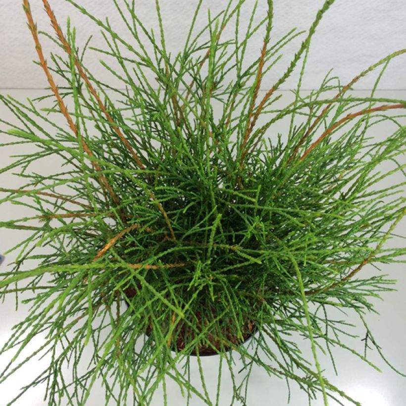 Kanadantuija Filiformis (Lehvistö)