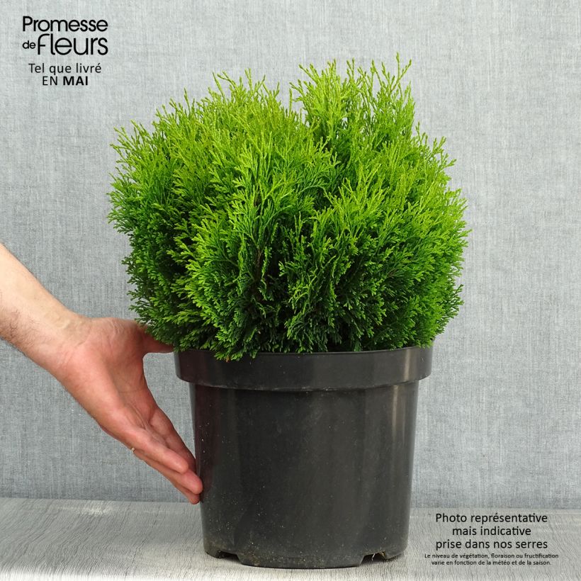 Esimerkki keväällä toimitetusta Kanadantuija Miky Pot de 7,5L/10L-taimesta