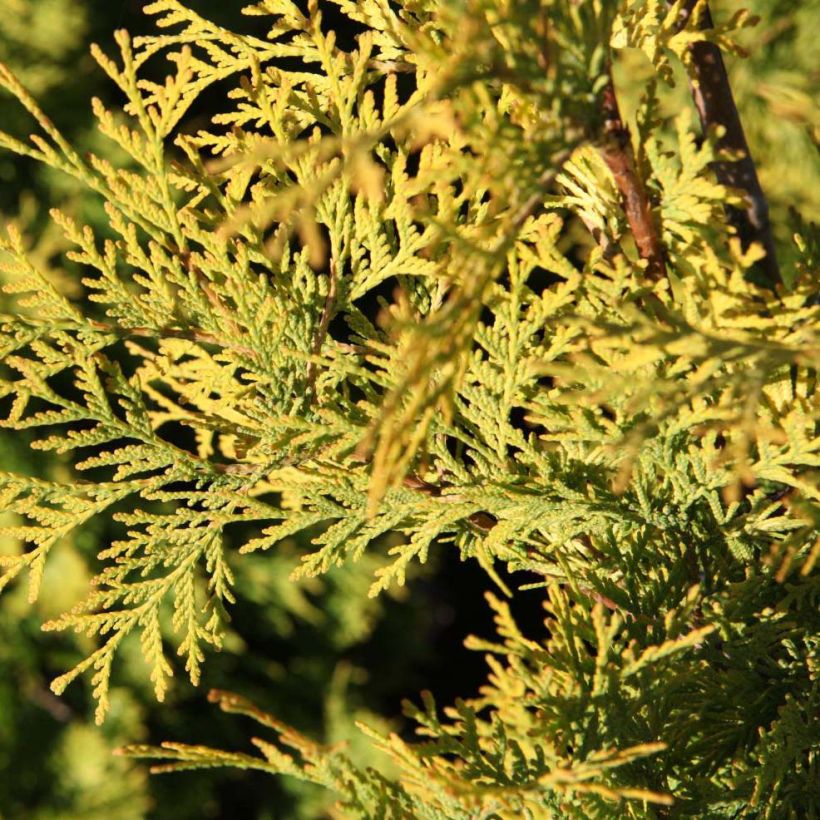 Kanadantuija Yellow Ribbon (Lehvistö)