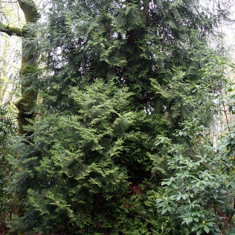Hibatuija - Thujopsis dolabrata (Kasvutapa)