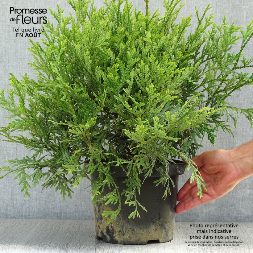Esimerkki kesällä toimitetusta Hibatuija - Thujopsis dolabrata Pot de 4L/5L-taimesta