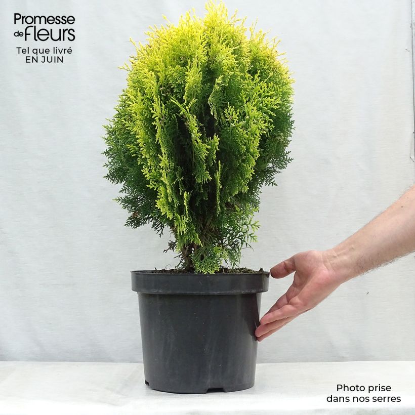 Esimerkki kesällä toimitetusta Idäntuija Aurea Nana Pot de 7,5L/10L-taimesta