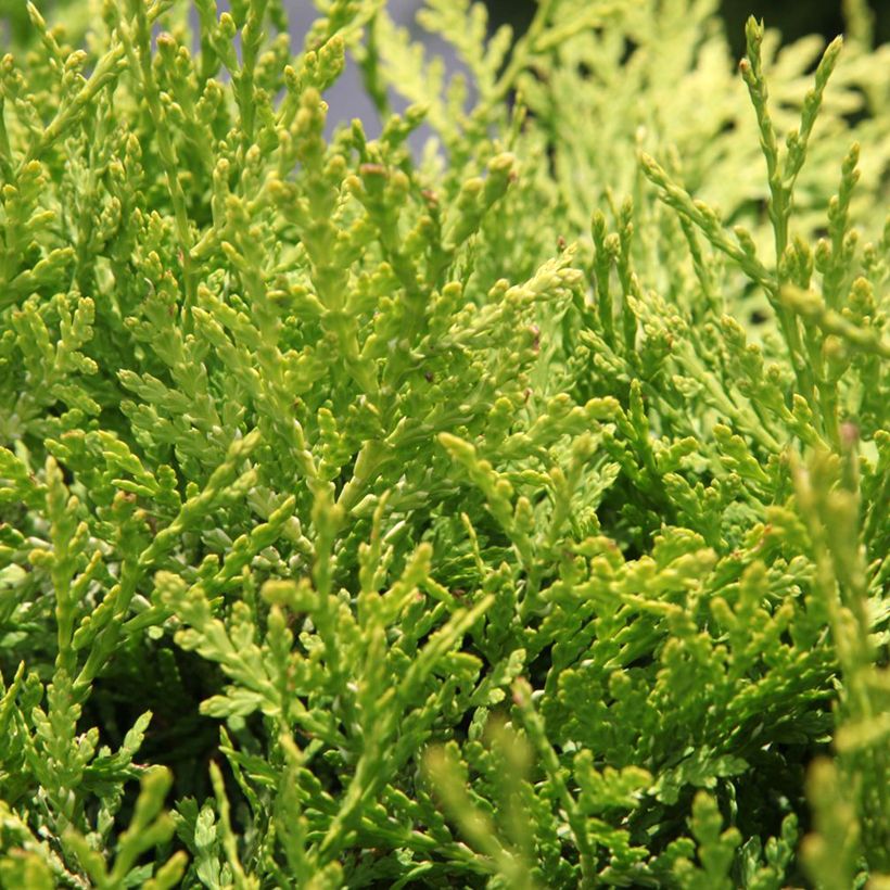 Kanadantuija Danica Aurea (Lehvistö)