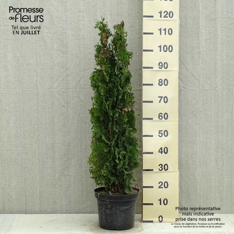 Esimerkki kesällä toimitetusta Kanadantuija Degroots Spire Pot de 7,5L/10L-taimesta