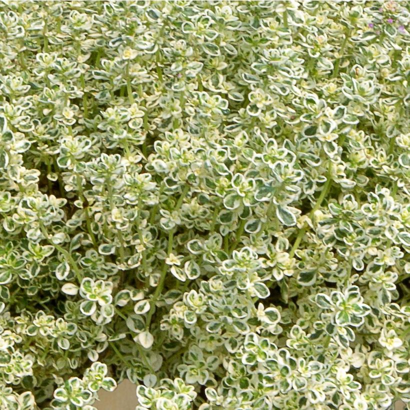 Ajuruoho Sparkling Bright (Lehvistö)