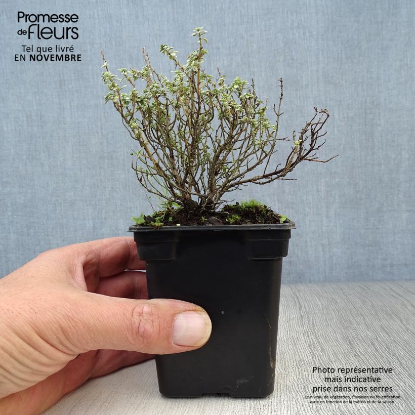 Esimerkki syksyllä toimitetusta Sitruuna-ajuruoho Silver Edge luomu 7/8 cm taimiruukku-taimesta
