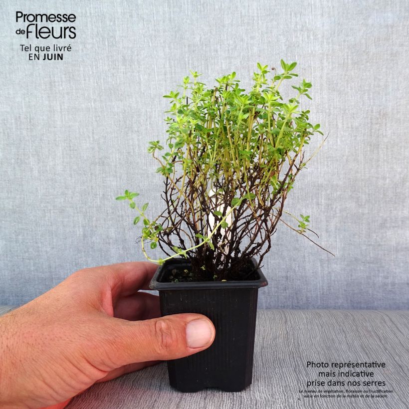 Esimerkki kesällä toimitetusta Sitruuna-ajuruoho Variegata 7/8 cm taimiruukku-taimesta