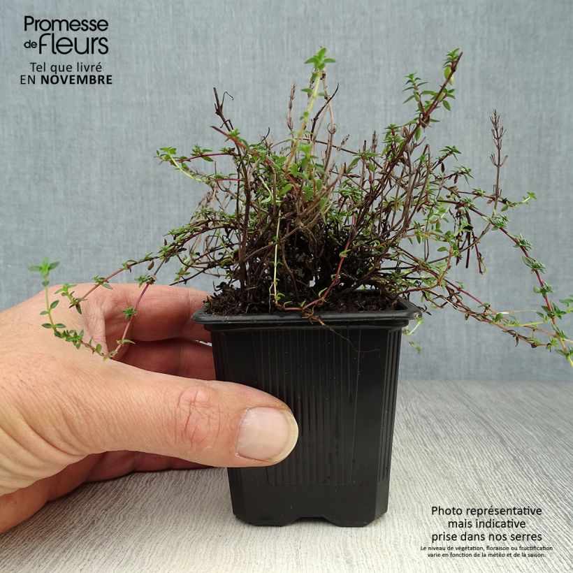 Esimerkki syksyllä toimitetusta Kuminaajuruoho - Thymus herba-barona 8/9 cm taimiruukku-taimesta