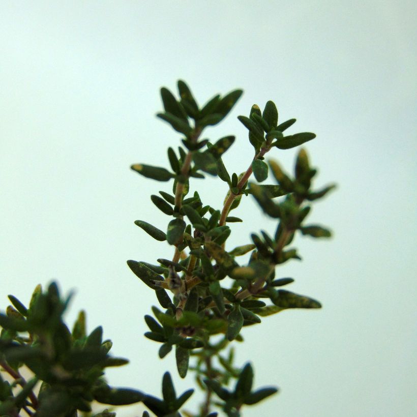 Tarha-ajuruoho (timjami) de Provence (Lehvistö)