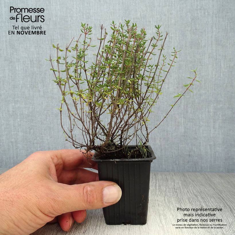 Esimerkki syksyllä toimitetusta Tarha-ajuruoho (timjami) de Provence 7/8 cm taimiruukku-taimesta